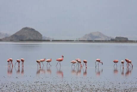 Flamingos vid Natronsjön.