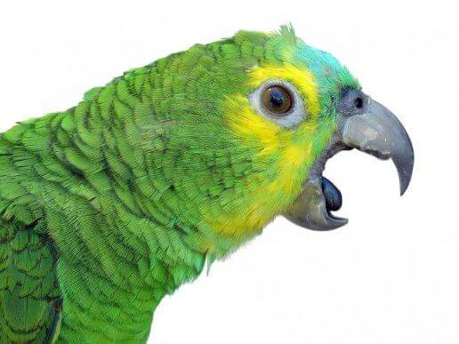 Grön papegoja