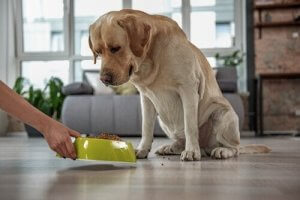 Högt kolesterol hos husdjur: symptom och behandling