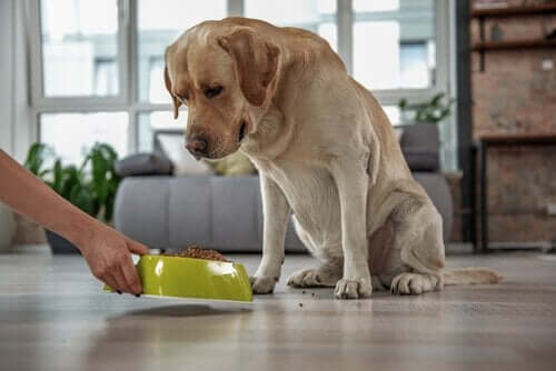 Högt kolesterol hos husdjur: symptom och behandling