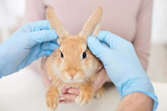 Olika behandlingar för kaniner med loppor