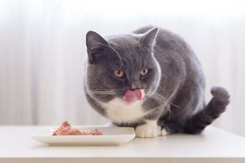 Katt äter mat