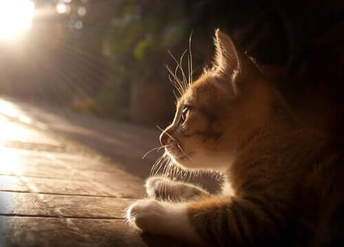 Katt i solen