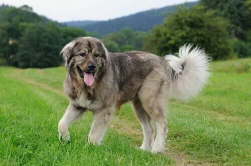 Den kaukasiska herdehunden: allt om denna fantastiska hund