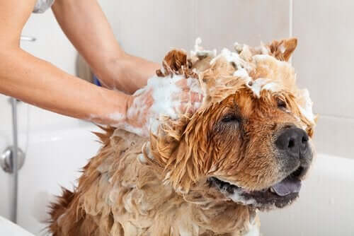 Kosmetiska experiment och kosmetika för hundar