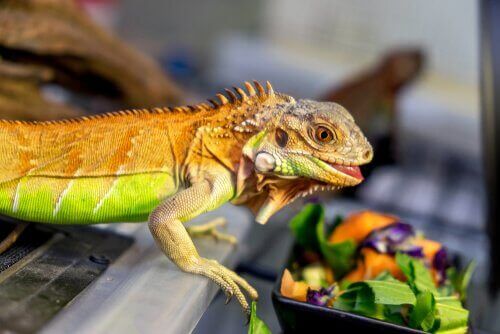 Leguaner äter sallad