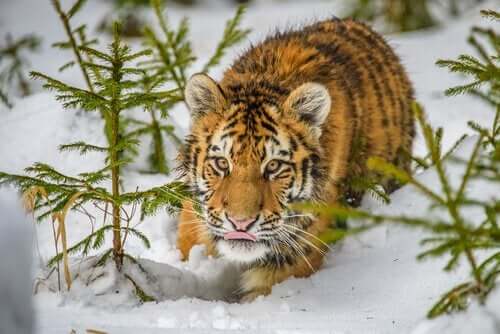 Smygande sibirisk tiger