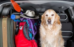 Stolsöverdrag för hundar i bilen: olika varianter
