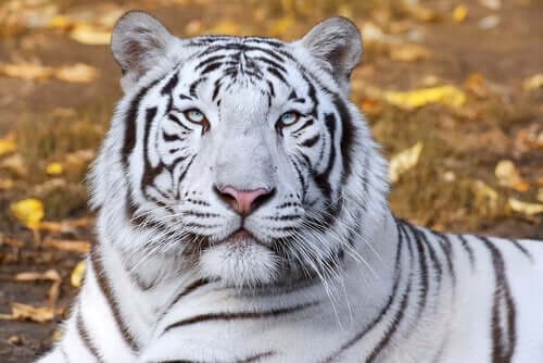 Vilande vit tiger