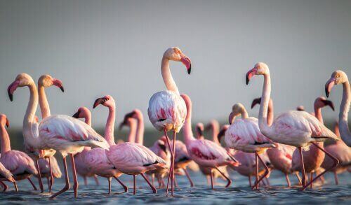 Märkvärdiga fakta om flamingon du kanske inte visste