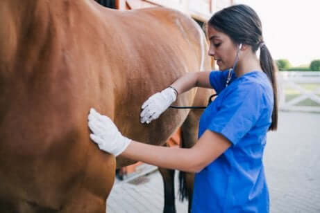 Häst med hästinfluensa blir undersökt av veterinär.