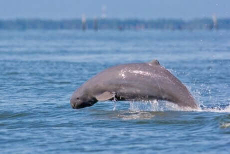 Irravadidelfinen hoppar i vattnet.