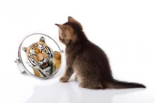 Intressanta likheter mellan katter och tigrar