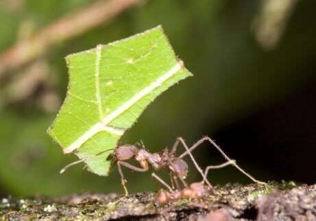 Myra som går med löv.
