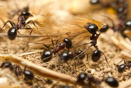 Myror som samlar sädesslag.