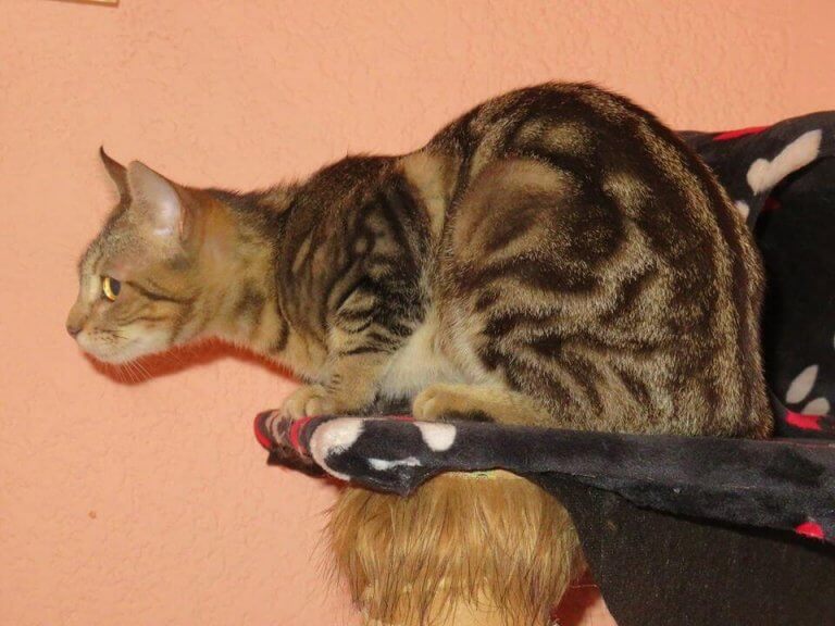 Kattrasen sokoke: katten som kommer från Afrika
