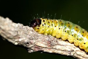 Sju av de vanligaste larverna i världen