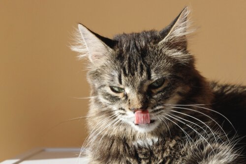 Kattens tunga och hur den används för hygien