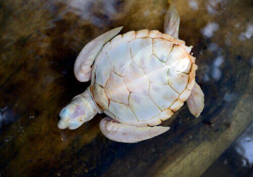 Vita sköldpaddor: allt du behöver veta om dem