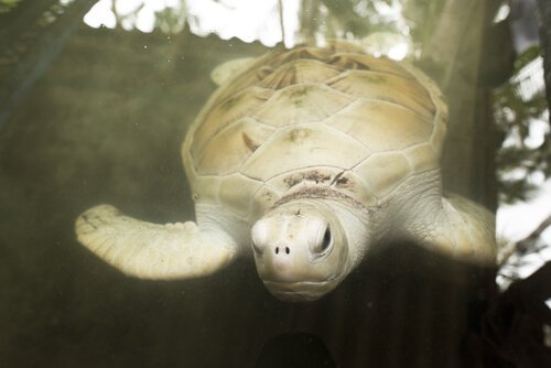 Vissa akvarier har vita skoldpaddor