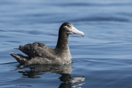 En albatross simmar i vattnet.