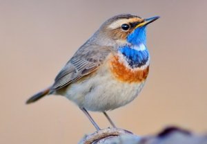 Den intressanta blåhaken: Allt om denna fågel