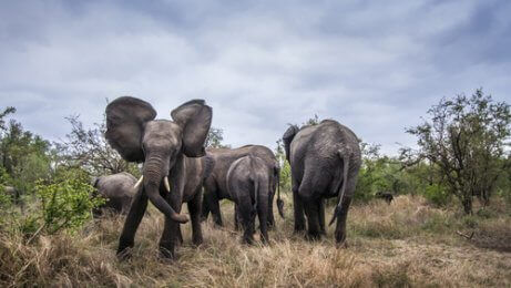 En flock elefanter med en vild elefant.
