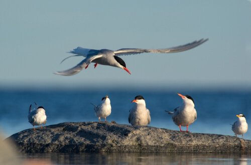 Fåglar migrerar söderut under vintern.