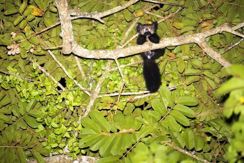 Ett fingerdjur sitter i träd på natten.