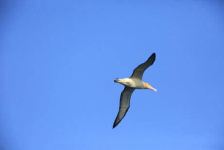 En gulnackad albatross som flyger mot den blå himmelen.