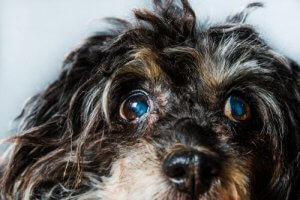 Glaukom hos hundar: symtom och behandling