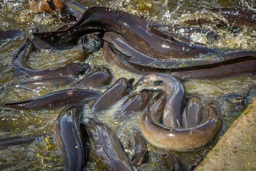 Grupp med ålar i vattnet.