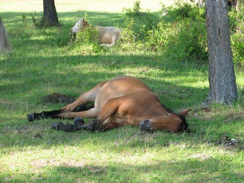En häst som sover på gräsängen.
