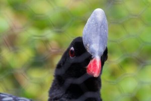 Hjälmhockon: en egendomlig fågel som är utrotningshotad