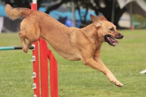 Tips för att ta med hunden till hundtävlingar