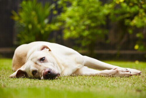 Hund som ligger på gräsmatta.