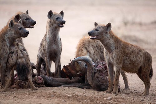 Hyenor i grupp.