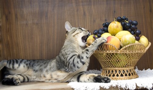 Katt äter frukt ur en fruktkorg.