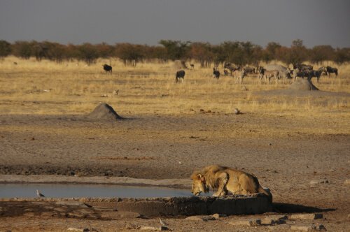 Lejon dricker vatten ur en oas i Namibias öken.