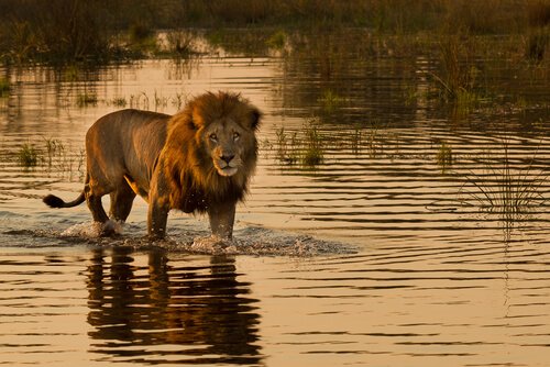 Populationen av lejon som jagar i havet