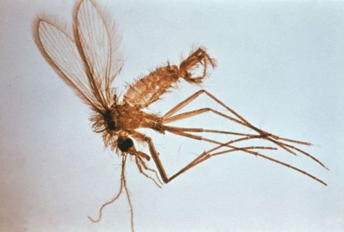 Mygga som sprider sjukdom.