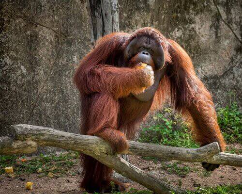Orangutang äter en bit frukt.