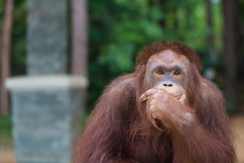 Uppfinningsrika orangutanger skapade krokar