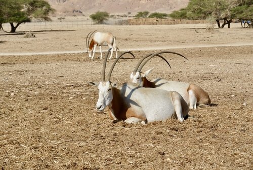 Sabeloryx: en antilop som trivs på savannen