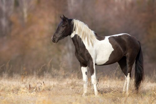 Svart och vit häst.