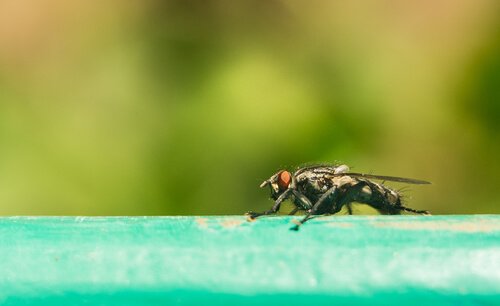 Tse-tse-flugan är bärare av insektsöverförda sjukdomar.