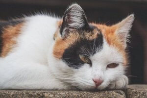 Anemi hos katter: symptom, orsaker och behandling