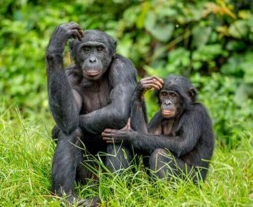 Bonobo härmar mamma