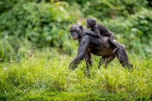 Bonobon hjälper sin avkomma att hitta en partner