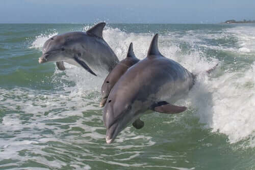 Delfiner följer båt